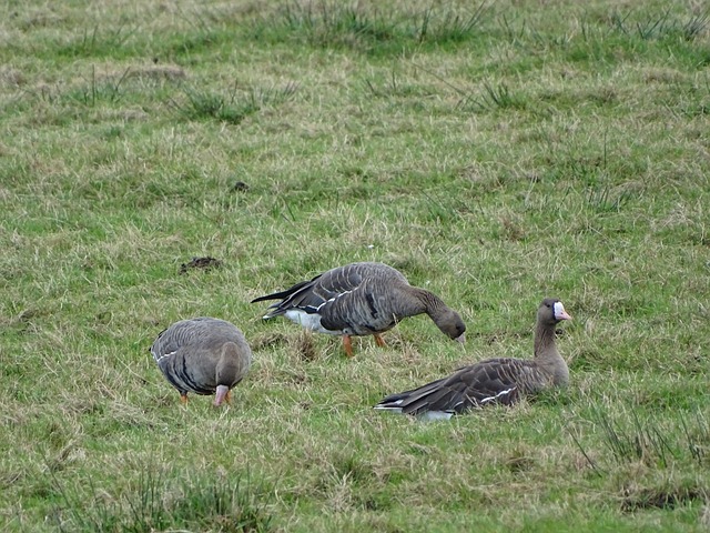 曼联球迷会：格雷泽的债务是衰落原罪，不应通过涨票价让球迷买单.